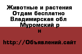 Животные и растения Отдам бесплатно. Владимирская обл.,Муромский р-н